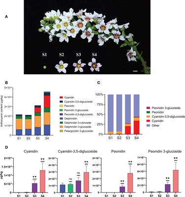 A naturally-occurring phenomenon of flower color change during flower development in Xanthoceras sorbifolium